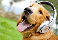 we also make doggie headphones!